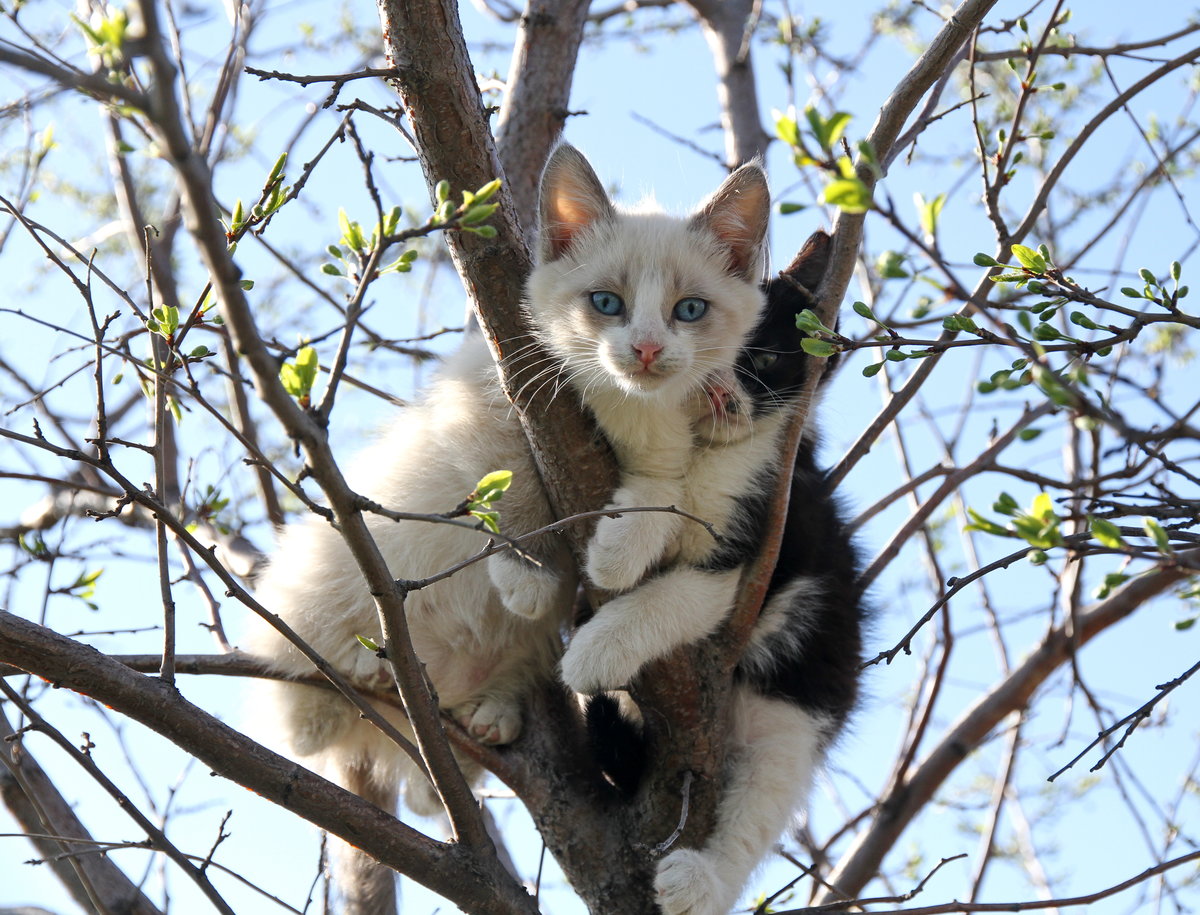 Кот на дереве весной